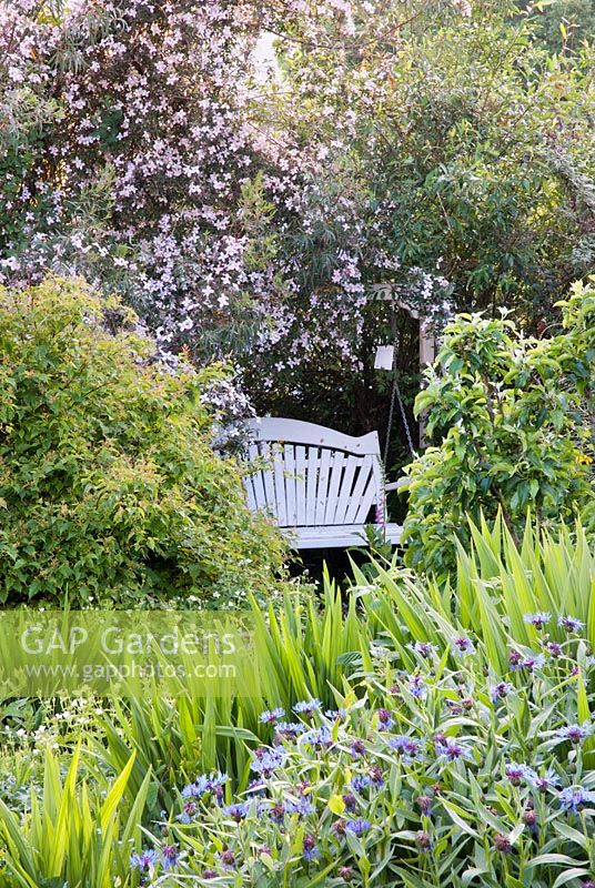 Swing seat by Martin Young of Sitting Spiritually under a Clematis montana, with Centaurea and Crocosmia foliage in foreground