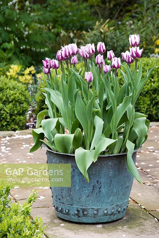 Container with Tulipa 'Ren's Favourite'