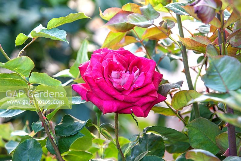 Rosa 'Monica Bellucci' - Scented rose