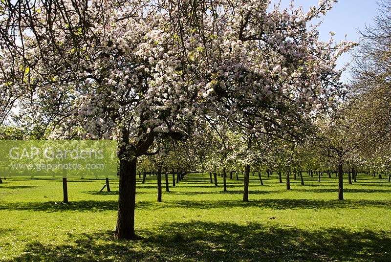 Orchard full of old Malus in blossom