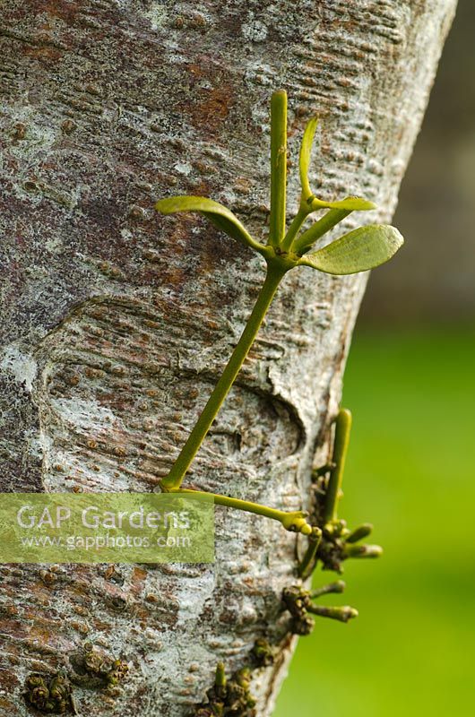 Viscum album - Mistletoe growing from a tree trunk