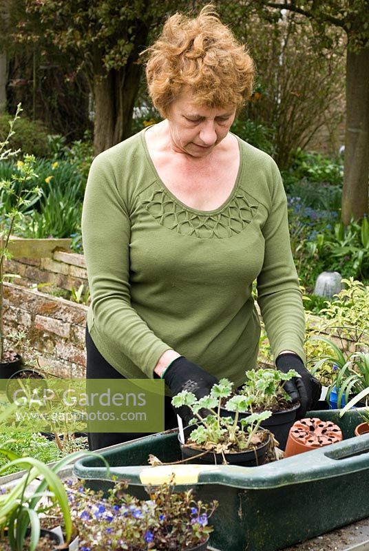 Brenda Foster potting on young plants.