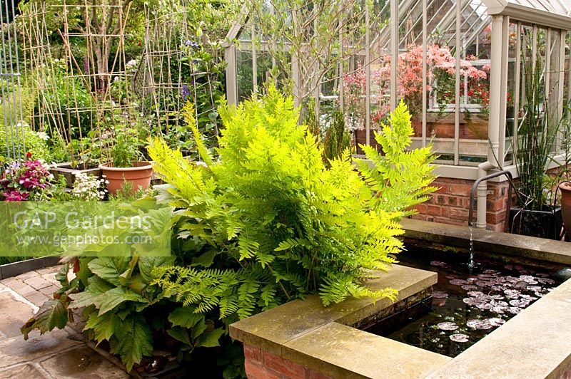 Raised L shaped brick water feature with Nymphaea adjacent bed with Rodgersia podophylla and Osmunda regalis - Royal fern, brick and metal framed greenhouse and kitchen area with cane support for vegetables