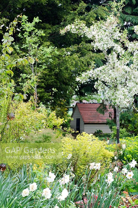 View to Clarice Cliff garden through border with Euphorbia, Cytisus and Narcissus 'Cheerfulness',  Crab Apple in blossom