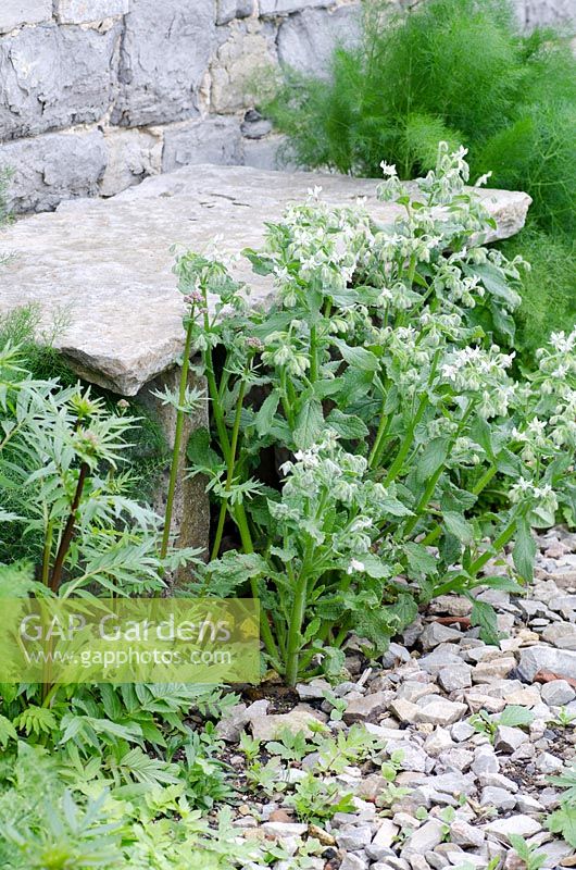 Stone seat in the Herb Garden with Borage and White Valerian