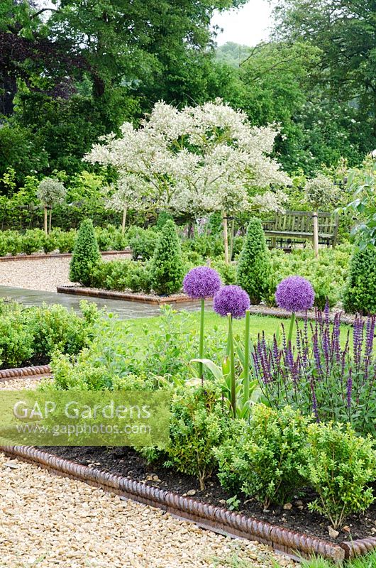 New formal garden with Buxus sempervirens hedge and topiary, Allium 'Globemaster' and Salvia nemorosa 'Caradonna', Salix 'Hakuro Nishiki' in background