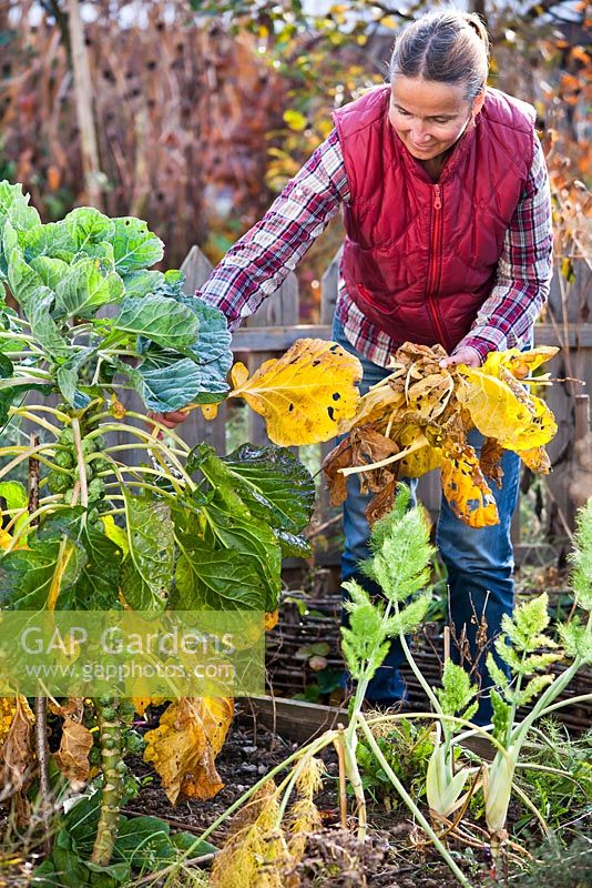 Removing infected and dead leaves of Brussel Sprouts in November.