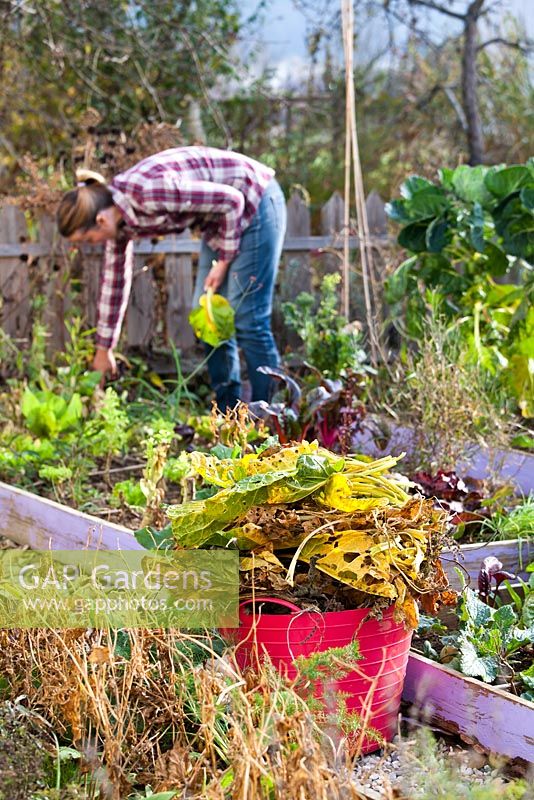 Clean up vegetable garden in autumn. Remove all of the spent plant material from the garden. Removing infected and dead leaves November. Garden waste collected in plastic tube.