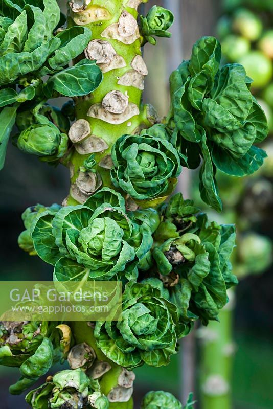 Brassica oleracea var. gemmifera Brussels Sprout 'Maxima' 