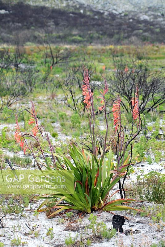 Watsonia tabularis - Table Mountain Watsonia, Cape Town, South Africa 