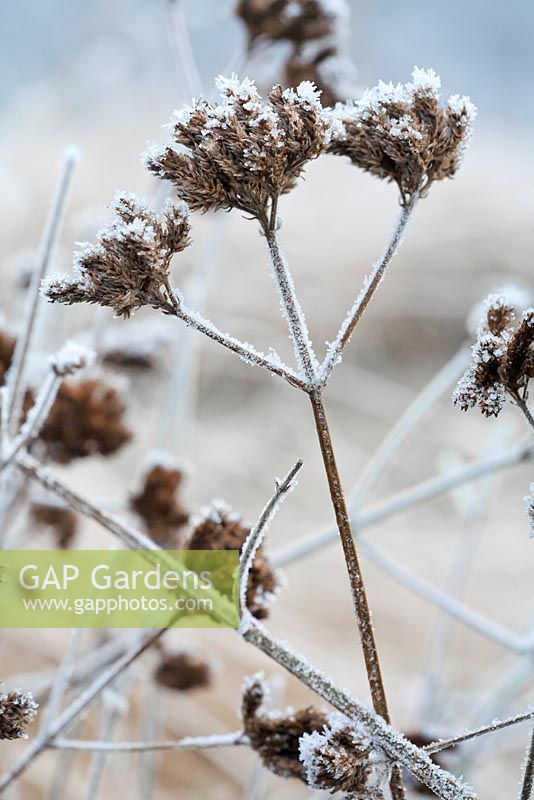 Verbena bonariensis seedhead in frost