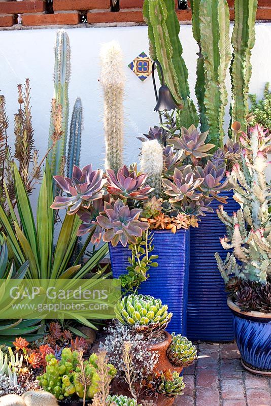 Assorted succulents, Agaves and Cactus in containers. Jim Bishop's Garden. San Diego, California, USA. August.