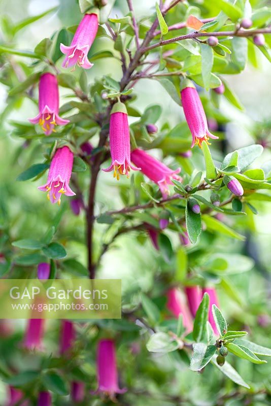Correa 'Dusky Bells' plant portrait of pink flowers. Jim Bishop's Garden. San Diego, California, USA. August.