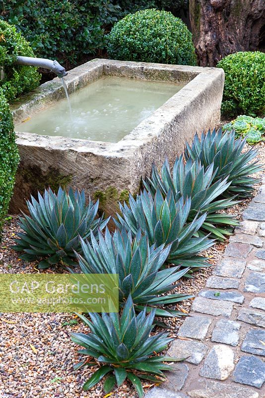 View of water feature in gravel garden with agave and box balls.