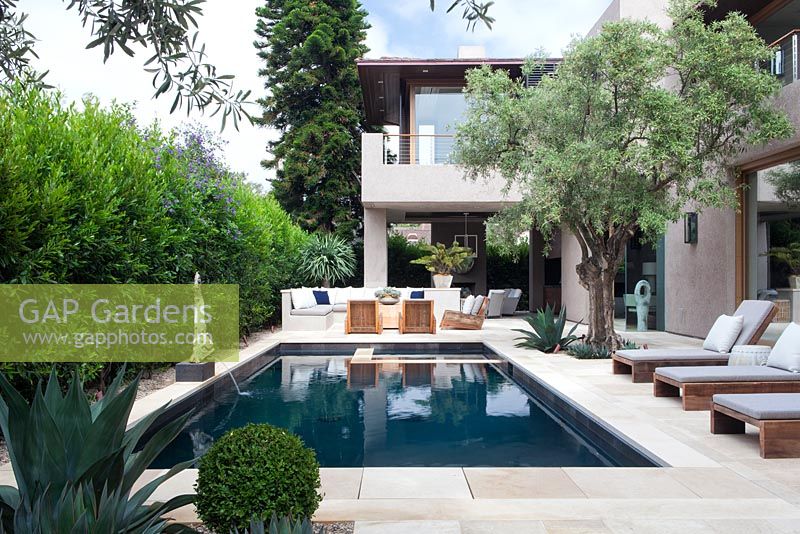 View of modern swimming pool with outside seating area sun loungers and mature olive tree.