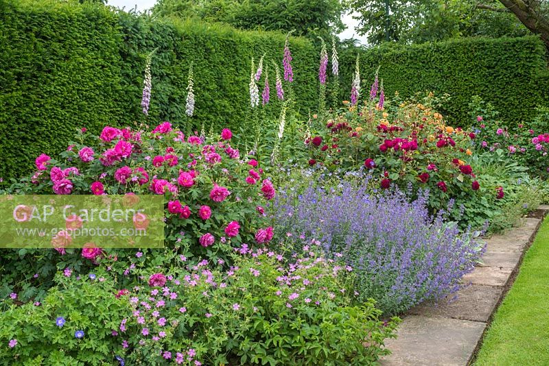 Rosa 'Darcey Bussell' and Rosa 'Wild Edric' in a border with nepeta, foxgloves and geraniums beside yew hedge.
