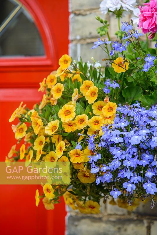 Hanging basket beside red front door. Calibrachoa Million Bells Series. Close up of orange flowers with blue lobelia