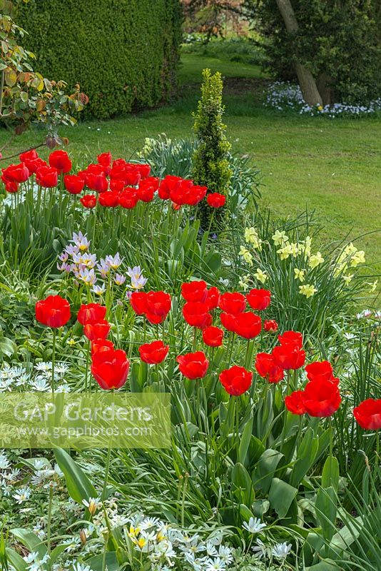 Tulipa 'Apeldoorn', Tulipa bakeri 'Lilac Wonder', Tulipa tarda and Anemone blanda 'White Splendour' in a bulb border in spring.