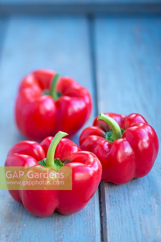 Red Peppers on blue background