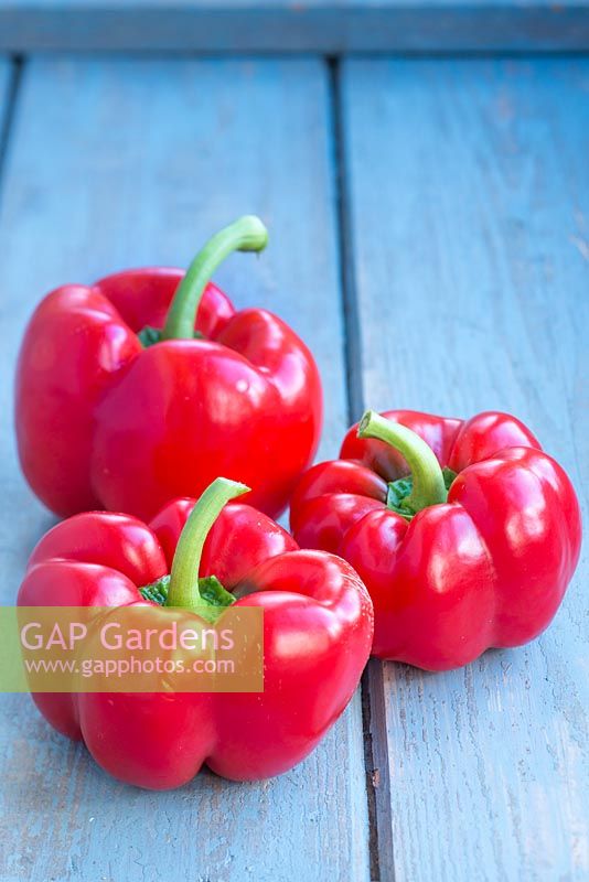 Red Peppers on blue background