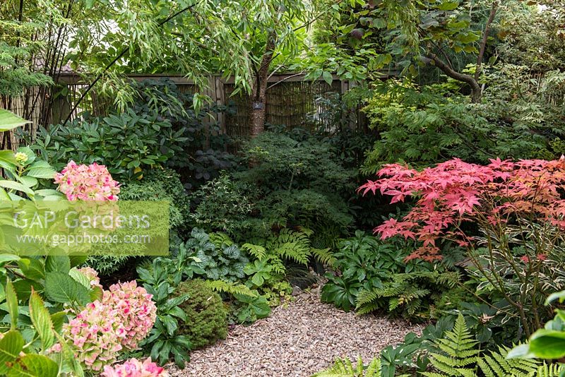 In front garden, a shady autumn border with Hydrangea macrophylla, acer trees, viburnum, cotinus, fern, bamboo, brunnera and Prunus 'Shirofugen'.