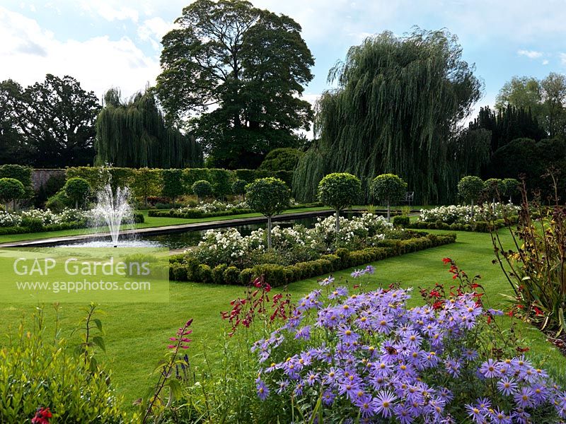 A formal garden with reflecting pool and fountain between box edged beds planted with Rosa 'White Flower Carpet' and evergreen Prunus lucitanica standards. In the foreground Penstemon 'Garnet', Aster frikartii and Salvia greggii 'Royal Bumble'.