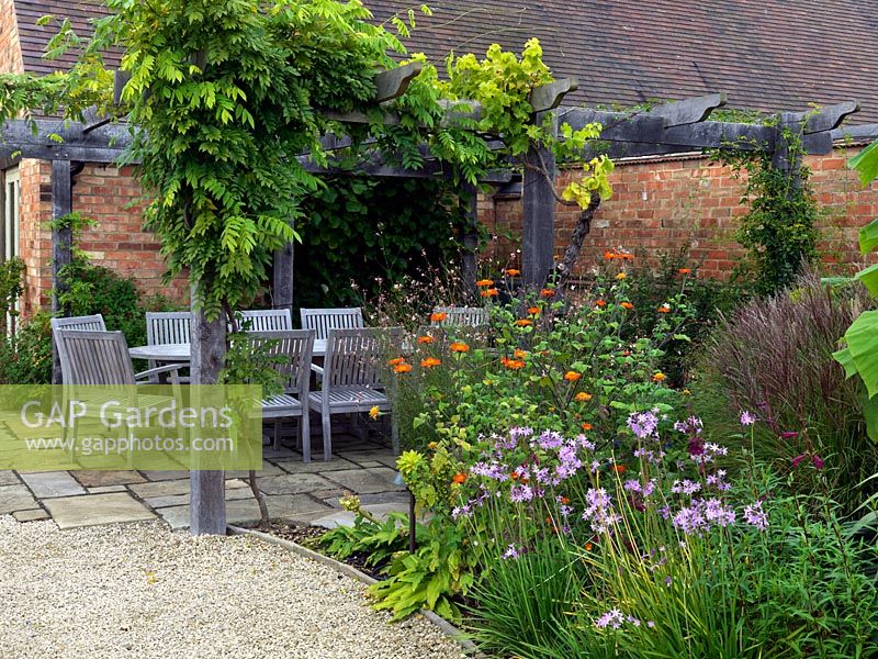 Dining table and chairs beneath pergola with wisteria and vine. To right, autumn bed of pineapple flower, Tithonia rotundifolia, Tulbaghia violacea and miscanthus.