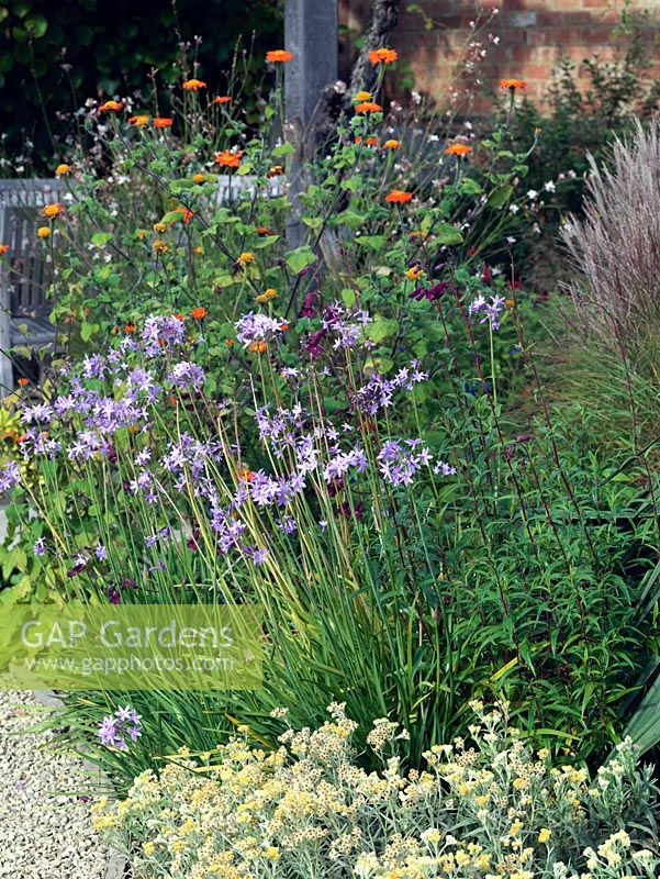 Autumn bed of orange Tithonia rotundifolia in background, Tulbaghia violacea in front.