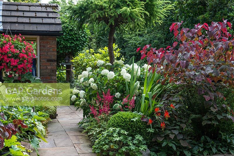 The front garden at Brooke Cottage with Cercis canadencis 'Forest Pansy', Crocosmia 'Lucifer', Astilbe 'Fanal' and Hydrangea arborescens 'Annabelle'. By the house courgettes grow in containers with a large hanging basket of Pelargoniums.