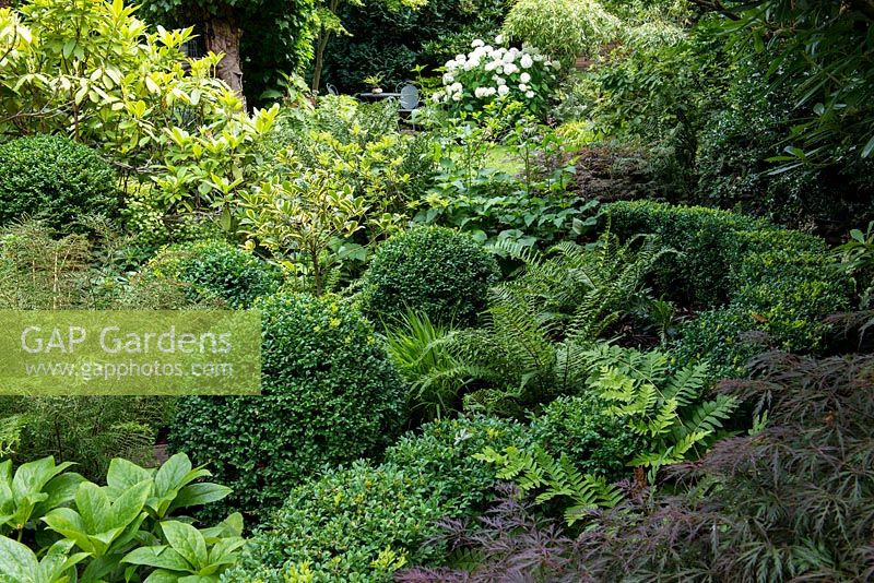 A dense woodland garden with shade tolerant plants around Buxus sempervirens balls and hedging.