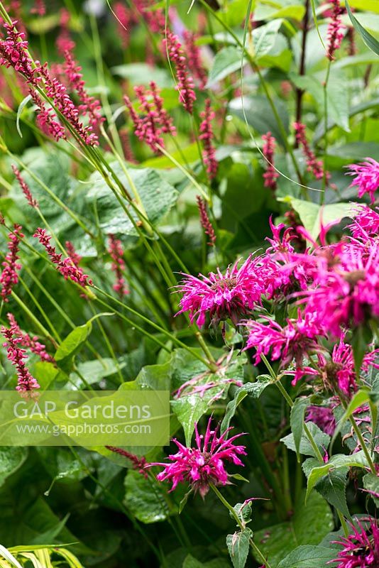 A bright pink combination of Persicaria affinis Firetail and Monarda Mohawk - bergamot.