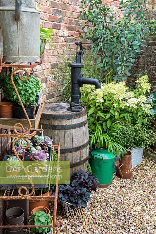 Wrought iron stand with pots of succulents and herbs. Wooden barrel by pots of box and heuchera. On right, Hosta 'Big Daddy', Hydrangea paniculatum 'Phantom' and Eucalyptus pauciflora subsp. niphofila.