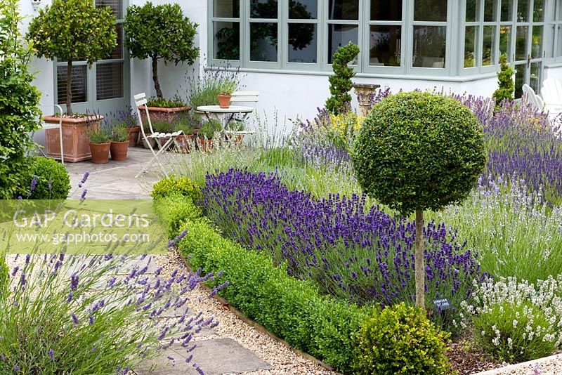 A path leads past box edged borders of lavender and privet standard, to patio seating area with bay trees and lavenders in pots.