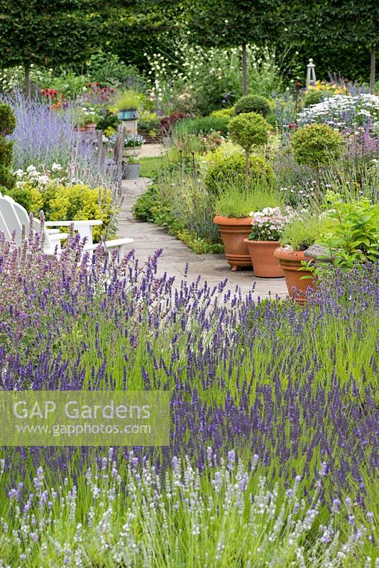 A summer garden with massed waves of lavender and beds of catmint, perovskia, alchemilla and summer perennials.