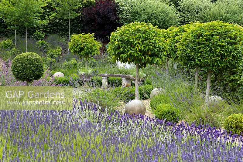 A massed planting of lavender with Portuguese laurel and privet standards, stone spheres and box balls.