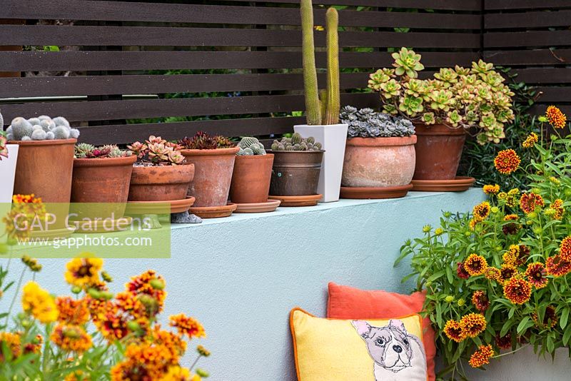 Terracotta container planted with cacti and succulents on top of a wall.