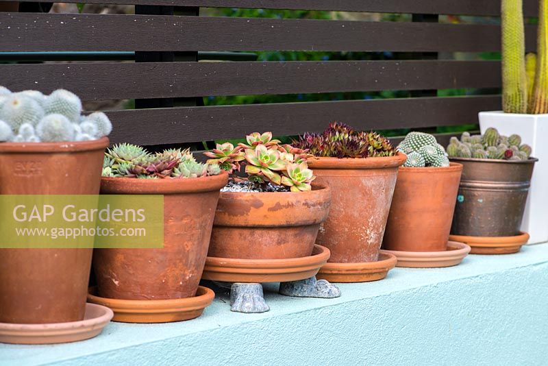 Terracotta containers planted with cacti and succulents on top of a wall.