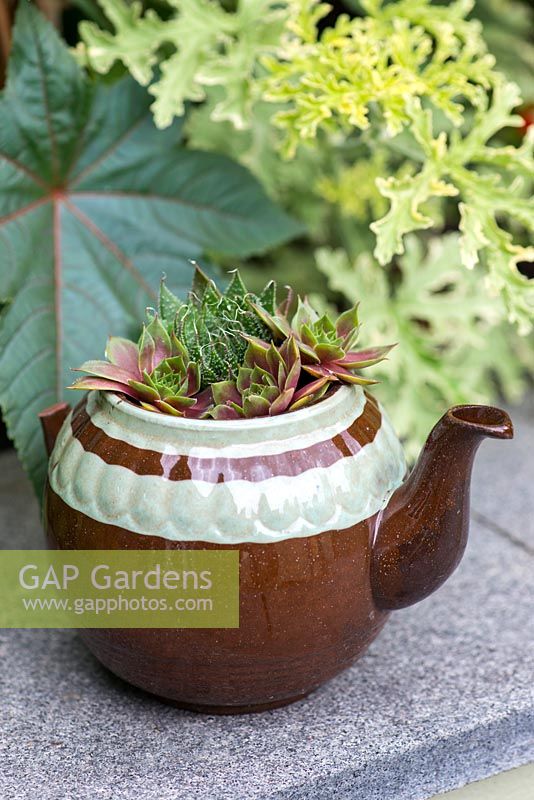A recycled teapot planted with Echeveria.