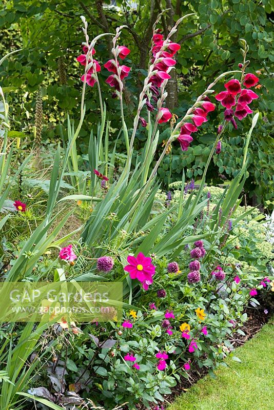 A colour themed purple and pink border with Gladiolus 'Papillo Ruby', cosmos, drumstick allium and salvia.
