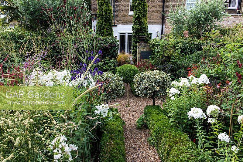 In 12m x 6m town garden, formal parterre with box and variegated holly standards, and box edged beds of Phlox paniculata 'David', Aconitum 'Spark's Variety', Thalictrum 'Elin', sanguisorba and red or pink persicarias.