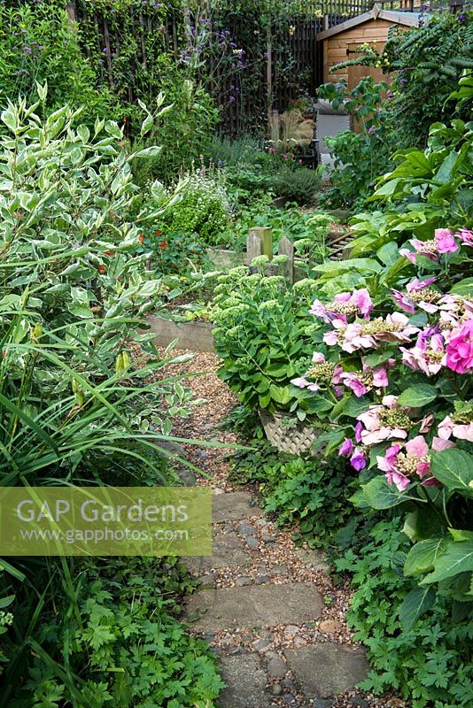 A path past a pink hydrangea and variegated dogwood leading to a potager with wooden raised beds.