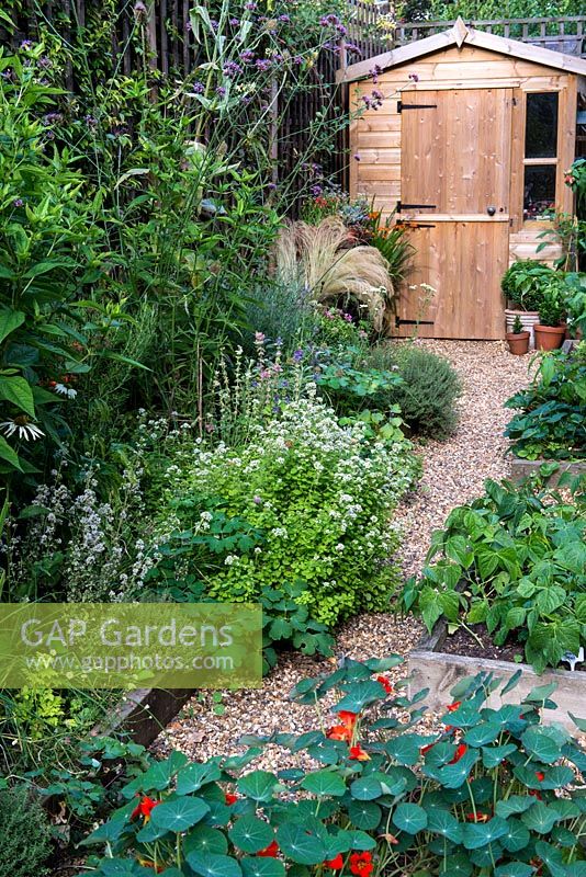 A town garden potager with raised vegetable beds, herb and perennial border and wooden storage shed.