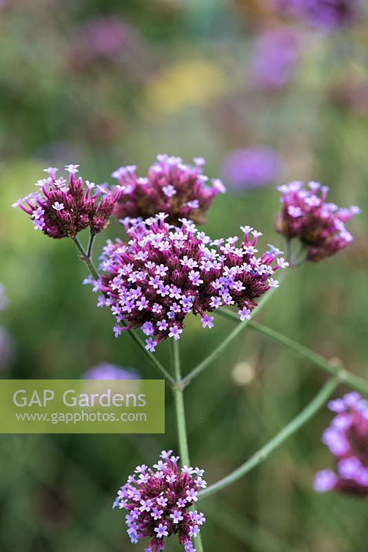 Verbena bonariensis, a lanky perennial with tall stems of purple flowers, a magnet to bees and butterflies.