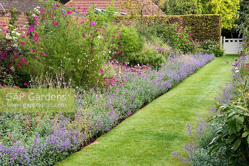 A grass path running between a pink and purple double border planted with Nepeta 'Six Hills Giant', Aster 'Jungfrau', Salvia bethellii, Dahlia 'Purple Haze', Sedum 'Autumn Joy' and Cosmos 'Dazzler'.