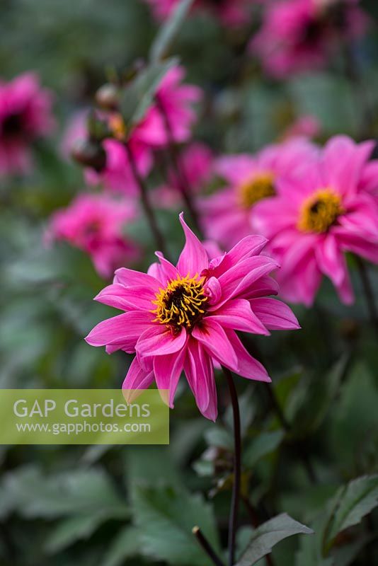 Dahlia 'Roxy', a dahlia with long lasting bright magenta flowers. Grows well in pots. September