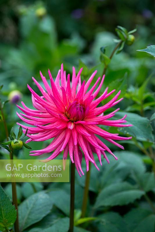 Dahlia 'Hillcrest Royal', a cactus dahlia with bright magenta pink flowers from mid summer to autumn. September