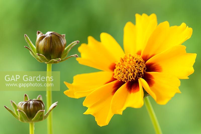 Coreopsis lanceolata  'Sterntaler' - Tickseed  Flower and buds,  July