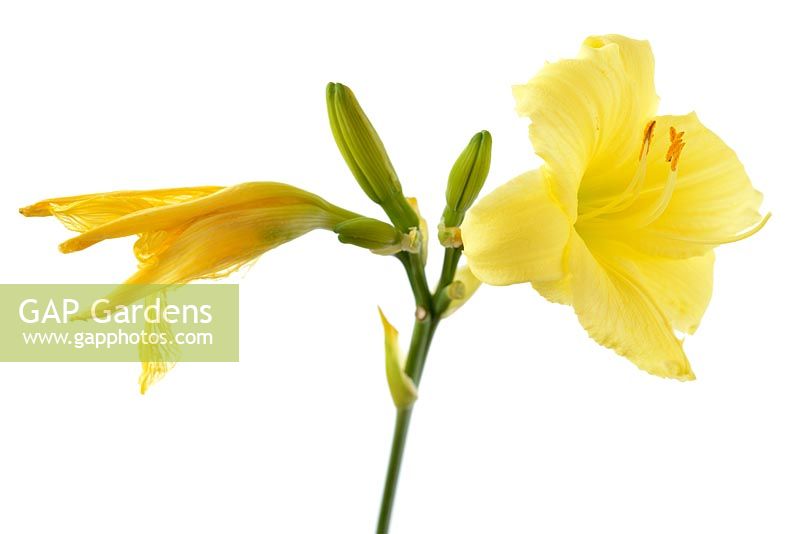 Hemerocallis 'Fragrant Returns' -  Daylily.  New flower and dead flower, July