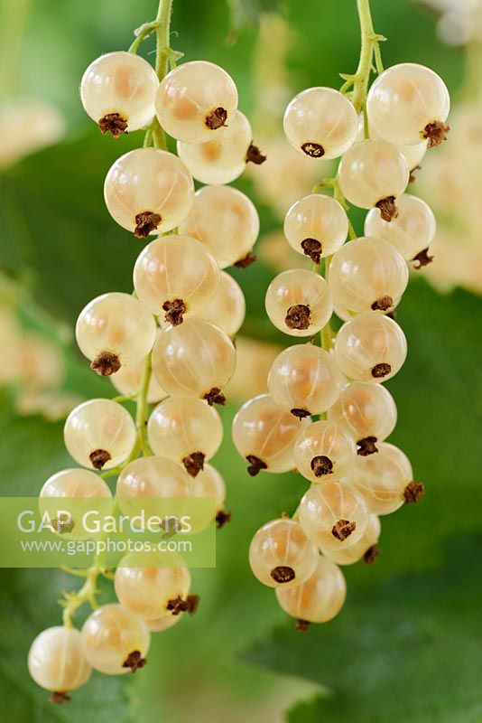 Ribes rubrum - White currant, July