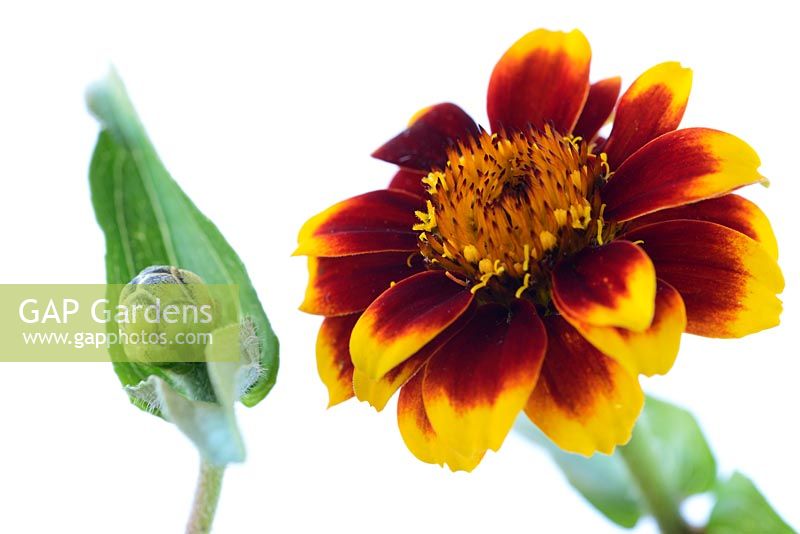 Zinnia 'Persian Carpet Mixed'. One colour from mix and flower bud, July